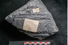 Foto (Detailansicht) von Sigillaria davreuxii Brongniart (NHMW-GEO-2024-0188-11088)